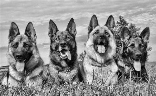 喊冤|丈夫被杀,妻子喊冤无门,花3年养十条恶狗咬死仇人,后横刀自刎