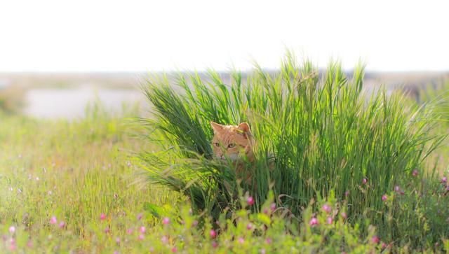  摄影师|摄影师为了证明橘猫不只是吃吃吃，也是操碎了心