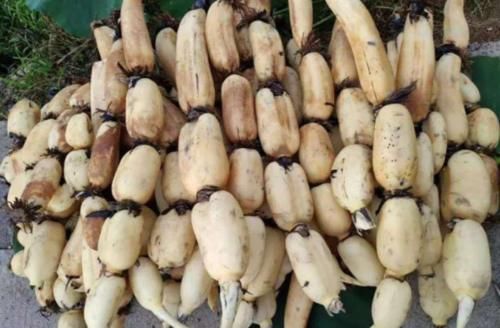  记住|买莲藕，7孔的和9孔的哪个好？30年藕农：记住4点，准没错