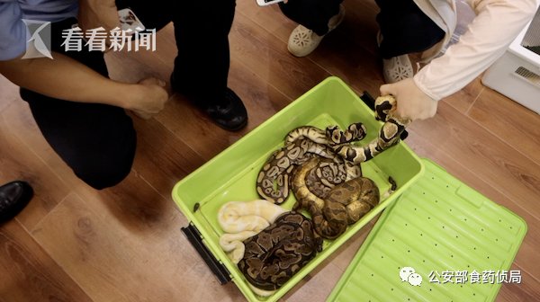 收购|看着都怕!男子在家中养了18条蟒蛇!上海警方侦破非法收购濒危野生动物案