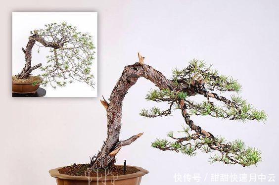  枝片|爱木盆景I 蟠扎一下至少增值10倍，你能学到什么蟠扎处理技巧！