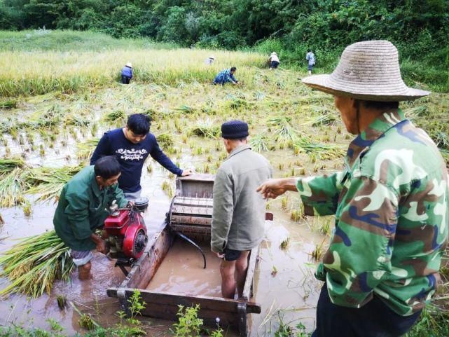  龙山|久雨终逢晴，龙山多地开启抢收水稻模式