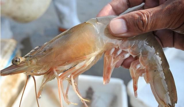 家人|去市场买虾时,这3种白给也不要!为了家人健康,以后别再买错了