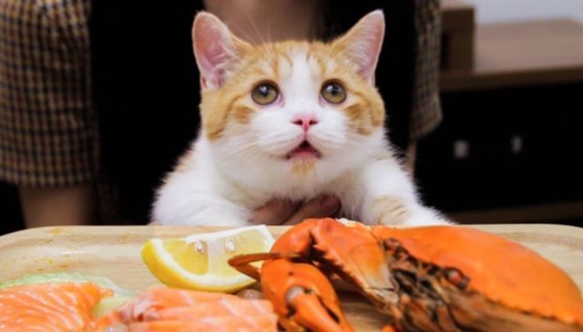 下场|胃王怎么吃都不胖看了木下和密子君的“下场”,我就放心了