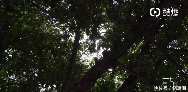 回归|去年中1亿的锦鲤信小呆，信用卡被刷爆，最终还是选择回归工作