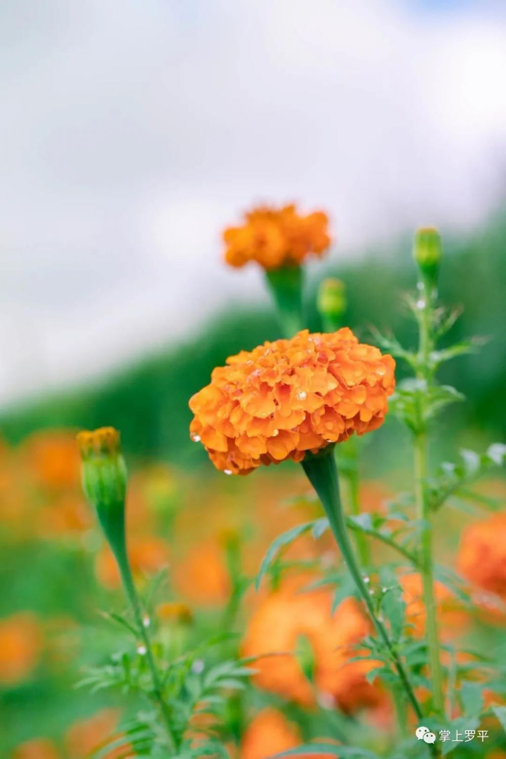  平城|免费！罗平城边万寿菊花海上线，美得没朋友了...