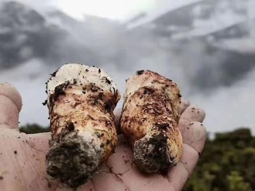  不忍心|看到好朋友晒出来的“松茸”，真的不忍心告诉他：你被骗了