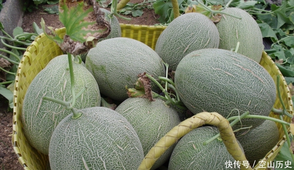 鄯善瓜|康熙帝的一个错称,成就一水果名字,到现在还被叫错