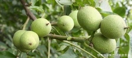  核桃|曾经几十万一对儿的核桃, 如今人工操作几十元都无人问津!