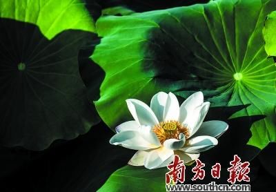  荷花|映日荷花别样红 夏日炎炎送清凉