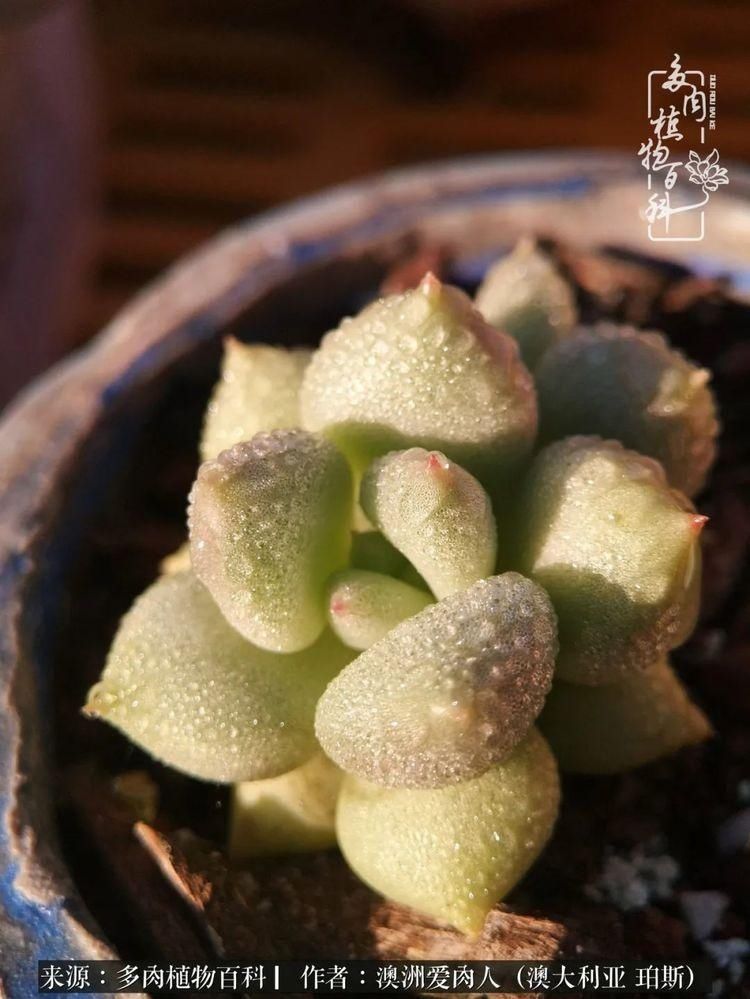 血放|多肉让你把血放，文玩掏空你家当，你要在哪个坑里乘风破浪？