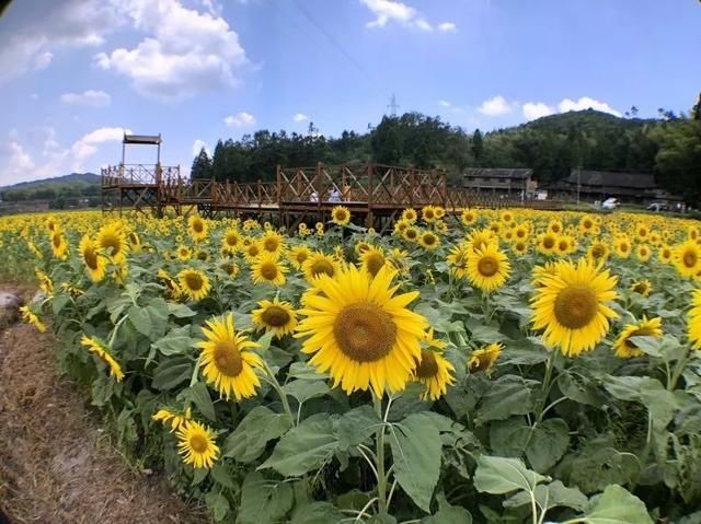  东溪乡|层层梯田、万亩茶园，这才是醉美乡村应有的样子！