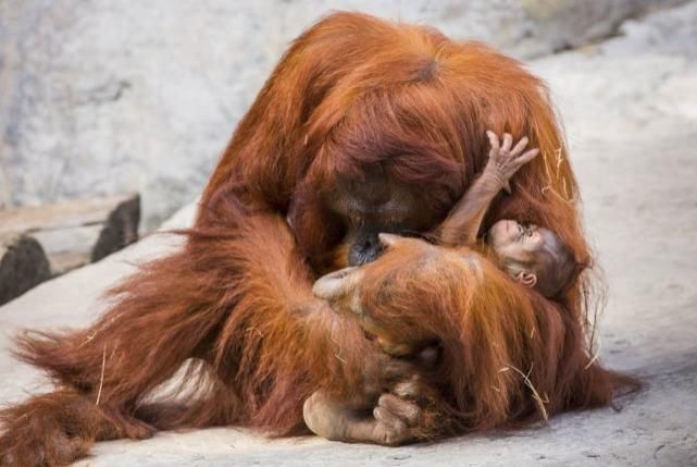  本科|还记得那只上本科的猩猩吗？试图成为真正的人，最后怎么样了？