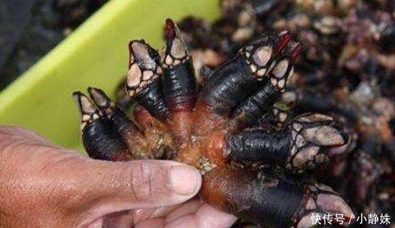 帝王|世界上的4种“顶级”海鲜,帝王蟹上榜,很多人叫不出图2的名字