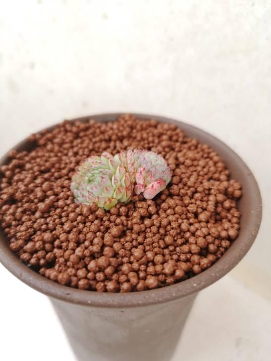  红宝石|小盆栽也可爱，盆越小，水越少，长得越好看