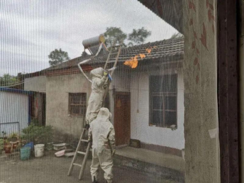  即将|金寨南溪这儿有一个马蜂窝，战斗即将开始！