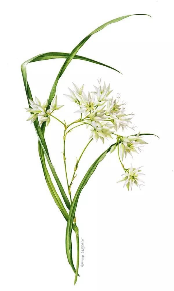  全职|一位全职妈妈喜欢疯狂画画，教你画水彩花卉