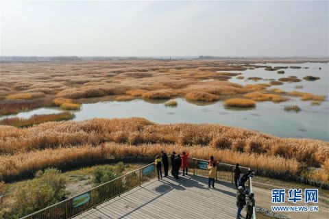  秋日|新疆玛纳斯：秋日湿地画卷