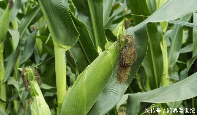 此物|提个醒:煮玉米时不能放此物,吃了就是没病找病,现在知道还不晚