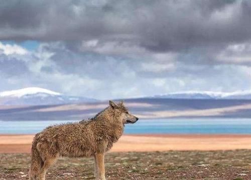  可可西里|在青海失联女大学生找到，现场只有一些残骸，遭遇野生动物啃食