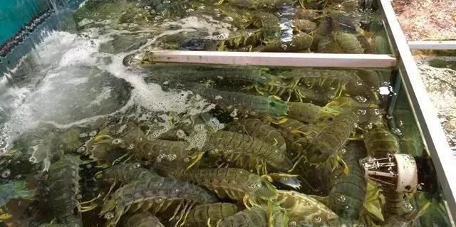 海鲜|世界上65种珍奇海鲜,贝爷都不敢说全部吃过,你吃过几种