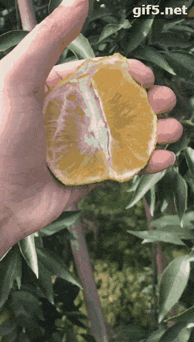 爆汁|日销10W箱的超爽“爆汁橙”，甜而多汁，入口即化，全网卖疯了！