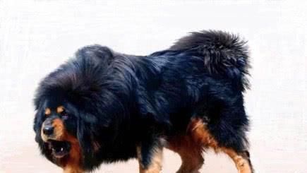  热议|藏獒发狂接连咬伤主人，主人无奈向警方求助，处理结果引人热议