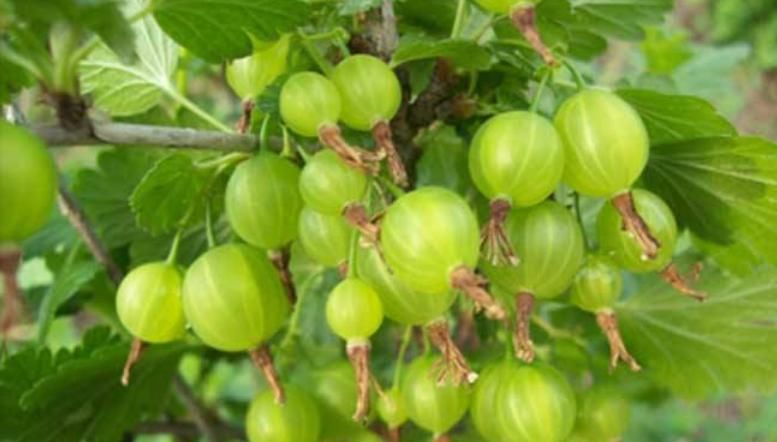  养颜|对女人最好的野果，每天当零食吃几颗，淡化皱纹、美容养颜