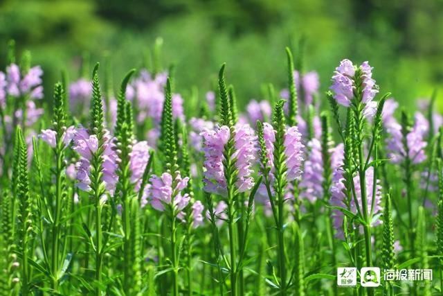  垦利|i东营·影像｜垦利区植物园内五彩缤纷好风光