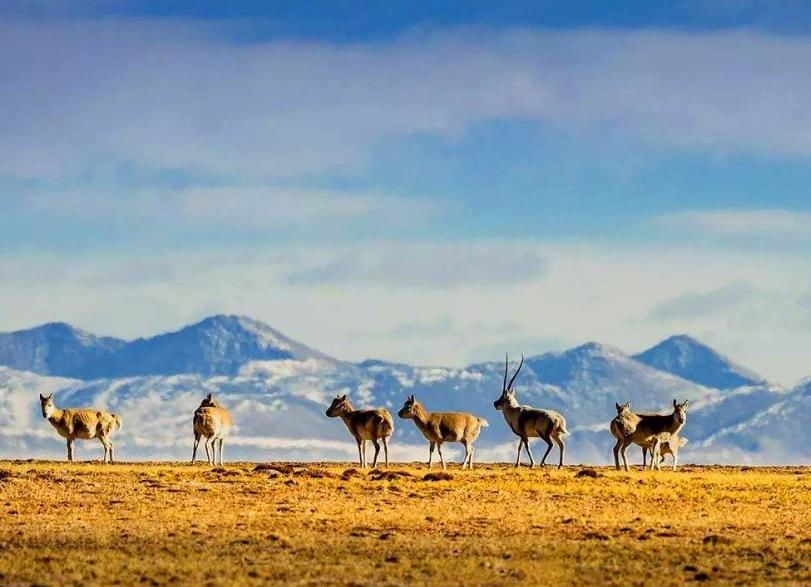 青海|青海失联22天女大学生黄雨蒙遗骸被找到?可可西里“探秘”需谨慎