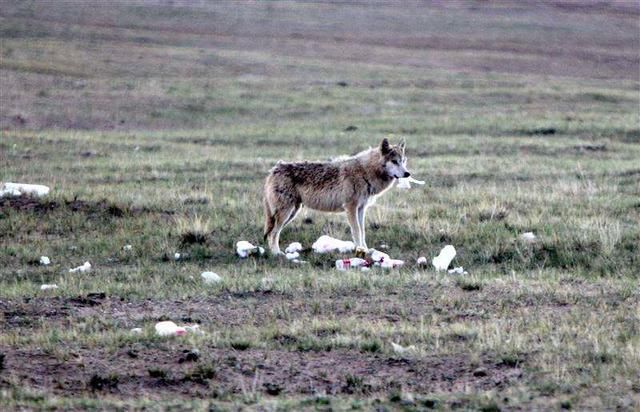 旅游|24岁女大学生青海旅游失踪19天，网友：如没有好人相助凶多吉少