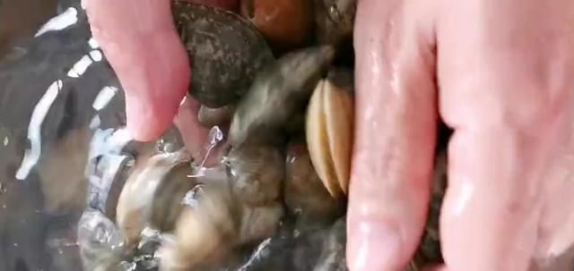  花蛤|大家分享一下香辣花蛤的家常做法，鲜香爽口，香辣入味！