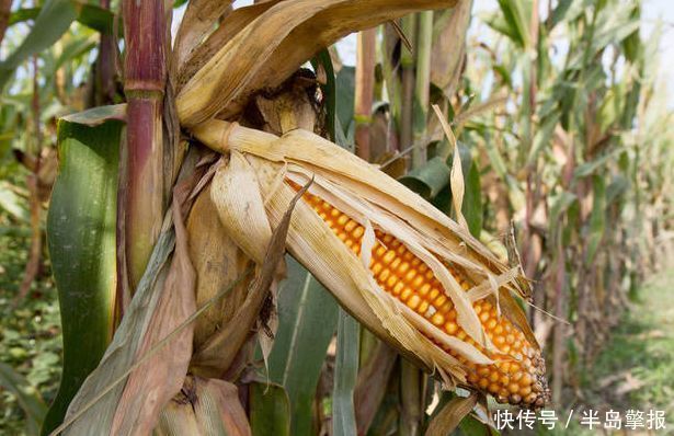 小伙|在农村随处可见的废料,河南小伙把它“变废为宝”,年赚10万