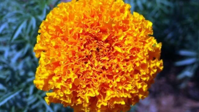  连发|在十二生肖中，近期财连发的3属相，财气不断弥漫不缺钱花