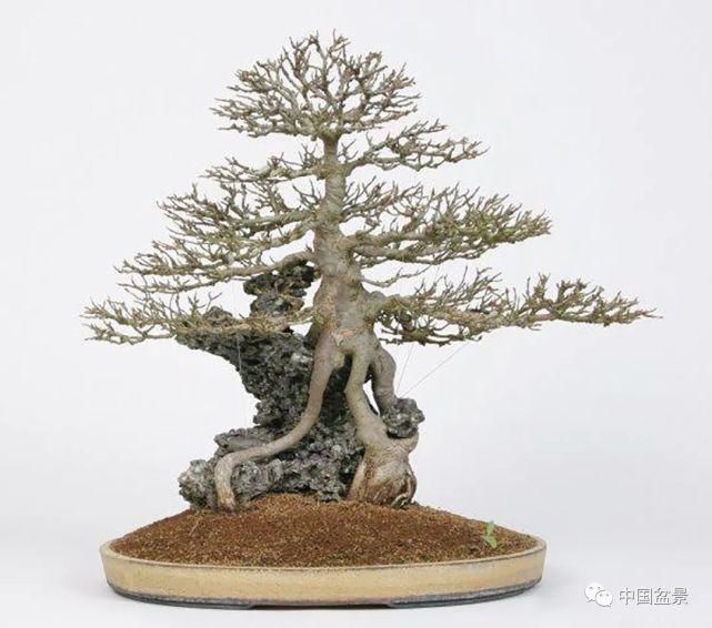 健康|观赏盆景 感悟人生：健康快乐才是生活的主宰！