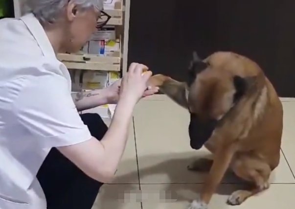 前爪受伤|受伤的狗狗自己跑到药店寻求帮助，在地上翻滚着感谢医生