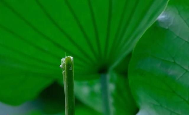 记录在案|偷摘并蒂莲蓬游客被“记录在案”！两年内这些活动将受限→