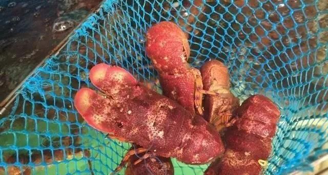 海鲜|世界上65种珍奇海鲜,贝爷都不敢说全部吃过,你吃过几种