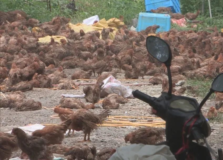  疑似|一养鸡场员工疑似触电身亡，2万只鸡一半已热死
