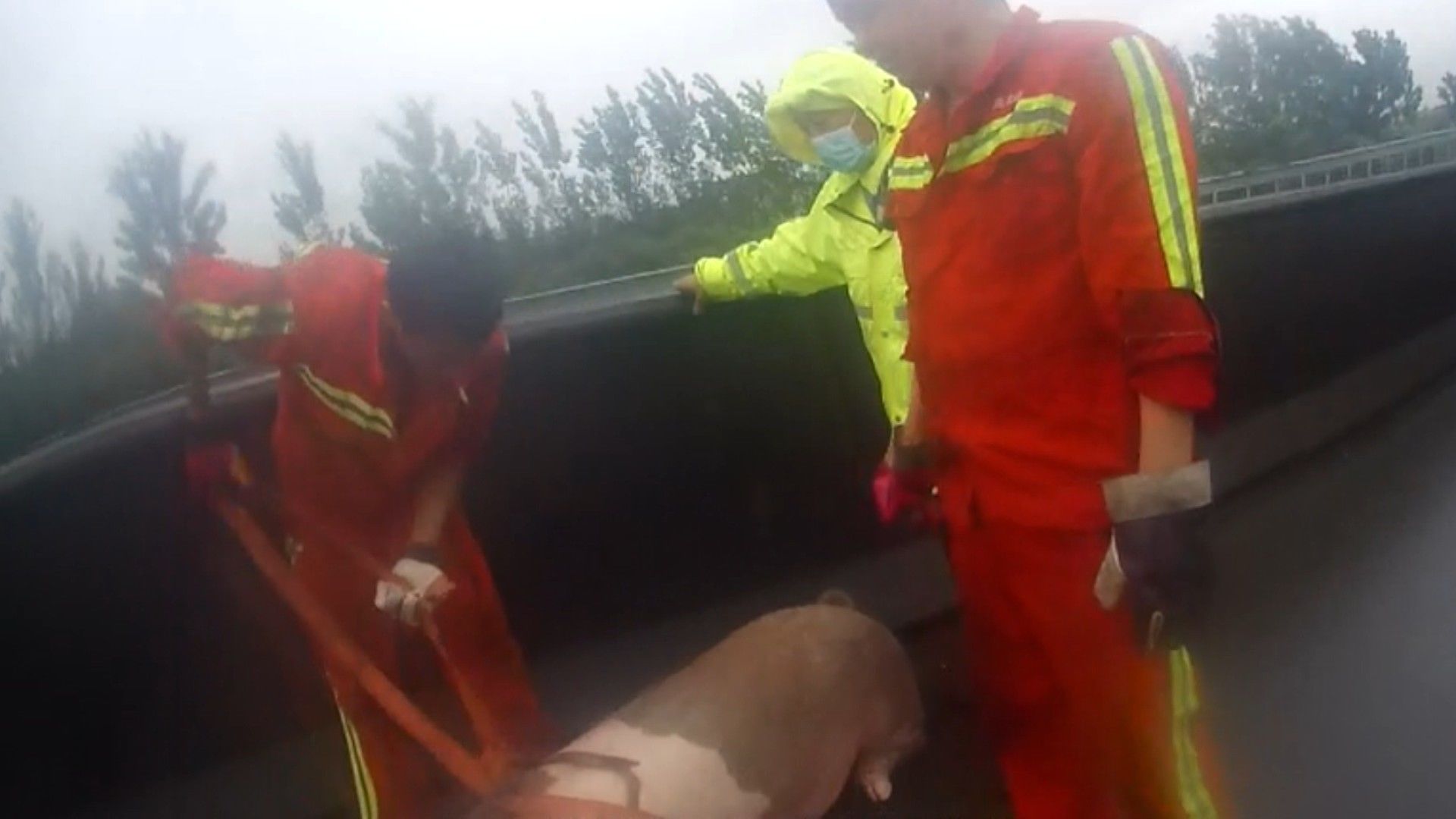  跳车|一头几百斤的猪高速跳车 民警紧急救助