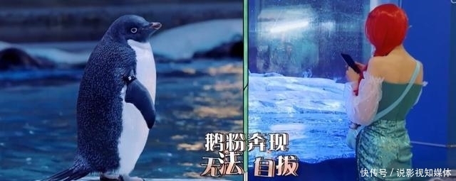 手机|郑爽上节目遭吐槽,玩游戏作弊,喝水作假,即使录节目手机都不离手