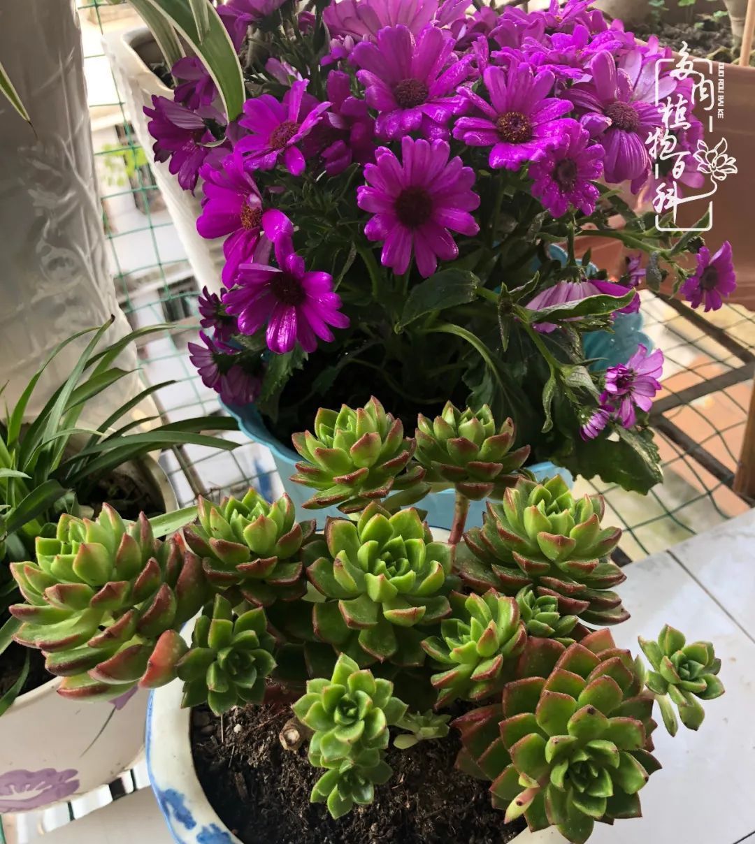  遇上|遇上多肉，遇上美好，情不知所起，一往而深！