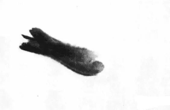  画法|怎么画鱼虾蟹蛙、写意《趣》画法