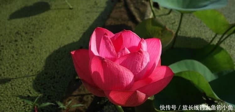  顺风|8月开始事业顺风，穷运到头，名利双收的四大生肖