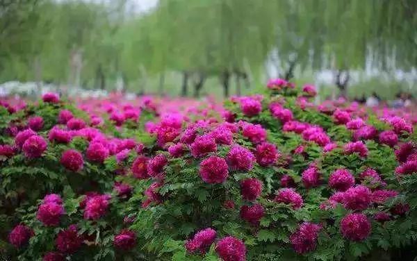 狼牙山|京津冀铁人三项大赛迎来第四年，金秋十月来易水湖狼牙山打个铁！