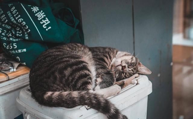  寻味|寻味成都 | 一座来了就不想走的城，一台开了就不想下的车