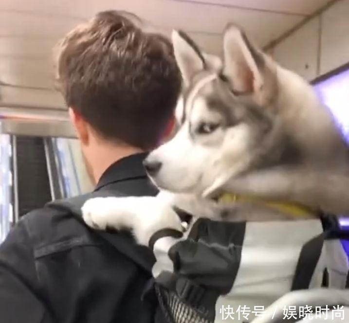 地铁|带狗上地铁会发生什么事情?狗子:我可爱了,也被撸秃了