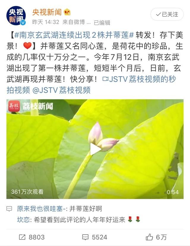  网红|“网红”并蒂莲被摘，网友：这是无法复制的十万分之一