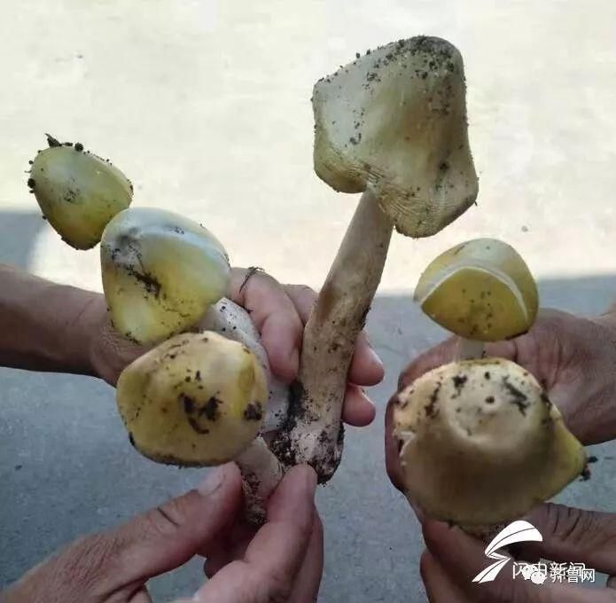 鲜菇|一碗“鲜菇汤”毒倒一家六口！误食要人命，路边蘑菇千万别采