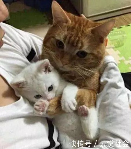 可爱|捡回一只小奶猫,橘猫一见就抱着不撒手还哭了,主人一旁笑了…